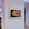 LE LION VICESIMAL - (Edition 50 x 70cm) – Image 6